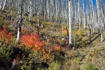 Miles of burned forest