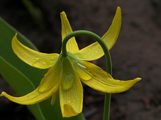 Glacier Lilly