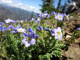 Showy polemonium (uncommon)