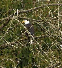 Scary-beaked eagle above Stilly just east of Arlington