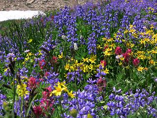 riot of colors in Goat Rocks.jpg