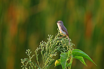 Plain prinia