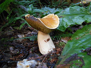 Kalaloch Nature Trail fungi 092419 01