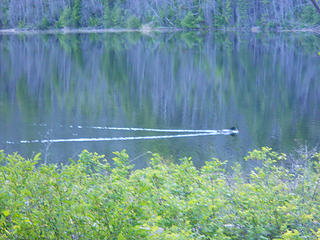 A family of loons, Big Hidden Lake 6/19 to 6/22/17