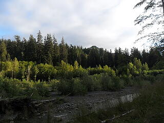 Evening light on the trees across the Bogie