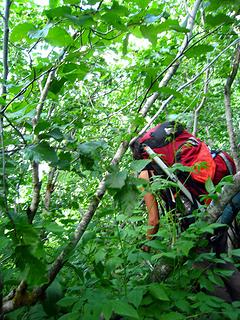 into the old growth slide alder