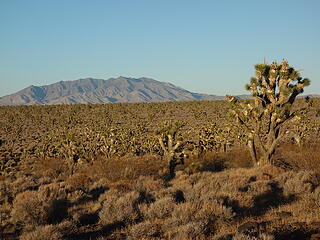 Most expansive Joshua Tree forest on Earth