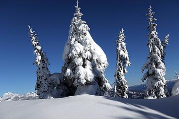 Snow-robed tree with its less-richly-garbed attendants