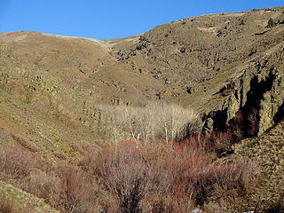 Aspen groves in the canyon.