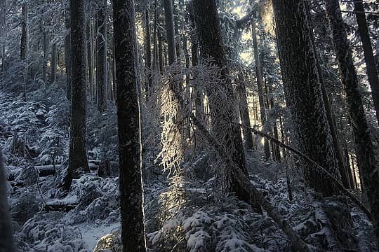 Warm light amid the cold dark forest.