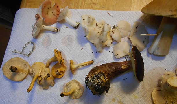 unknown pink, oyster, pennybun, chanterelle, velvet cap, sweet tooth