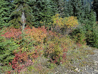 Fall on trail.