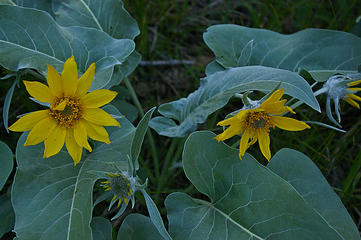 Balsamroot