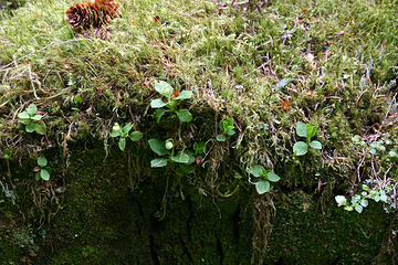 Tiny mosses, lichens and Prince's-pine (Pipsissewa) battle for supremacy on an old log.
