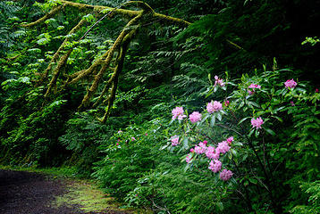 Roadside rhodies