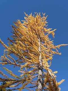 Carne Basin larch