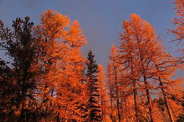 Morning larch light