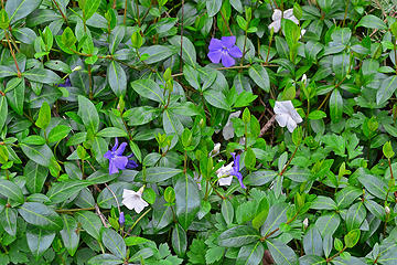 vinca 2