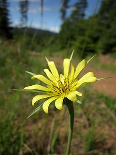 Salsify