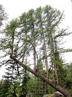 Larch nurse log