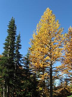 Carne Basin larch