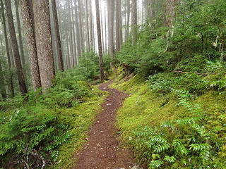 Paul's Peak Trail