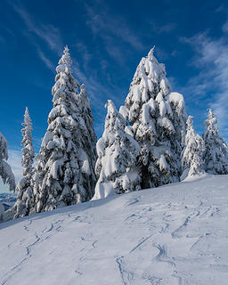 Snowy Trees