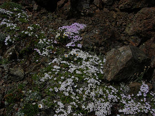 Phlox phlox and more phlox even here at the summit.