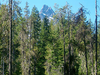 Agnes Mt above lower elevation forest