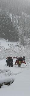 Ascending (partially) buried alder