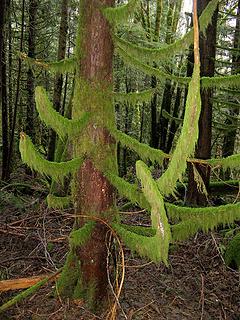 Mossy curves