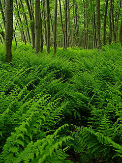 8- Ferns galore