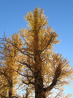 Backlit larch along the High Route