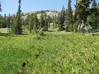 Spring running in the meadow.