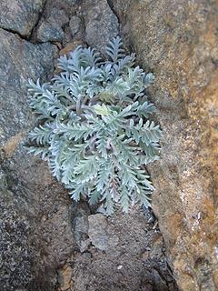 Mount Maude summit flora