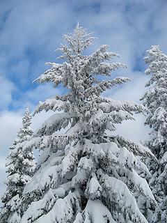 Spreading snowy tree