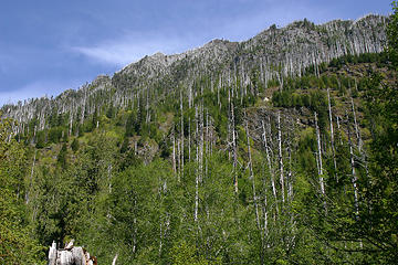 The burned snags on the flanking peaks of the hoh trail.