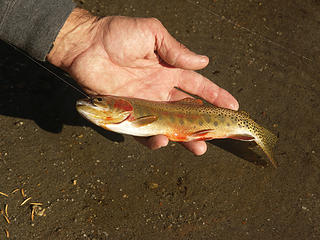 Steve playing cast, catch, and release with the Cutthroat trout