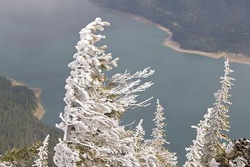 DSD_9184 - frozen trees at Mount Baldy