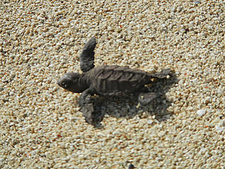 baby hawksbill turtle