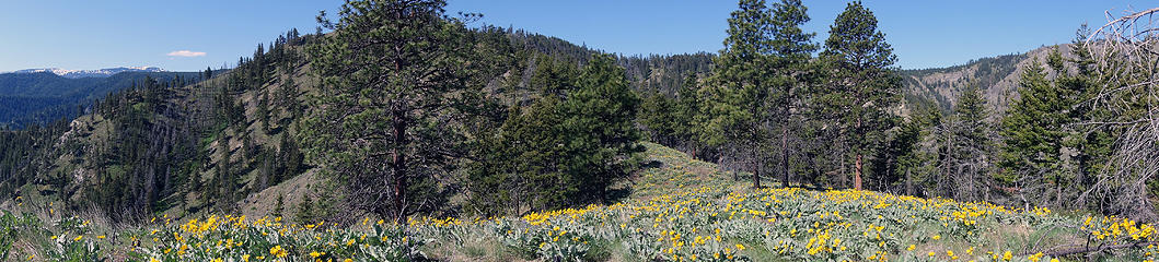 Walking through wildflowers on Chopper Ridge.