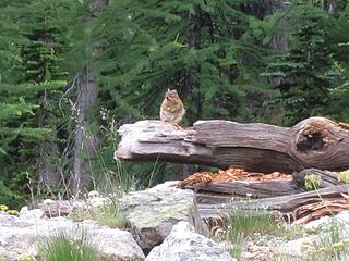 Ground squirrel