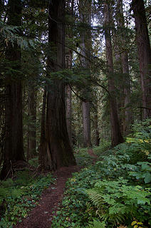 Beautiful old-growth cedar.