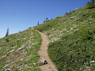 Phlox on slopes of Noble Knob