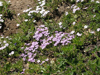 Phlox