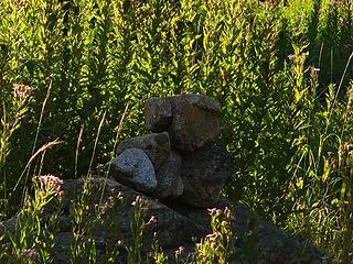 Cairn hiding in the evening behind a wall of fireweed