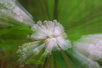 7- Blooming mountain laurel