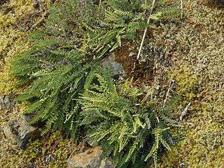 Micro-fern like plants