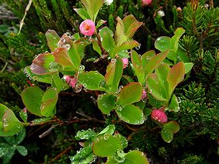 Blueberry Flowers