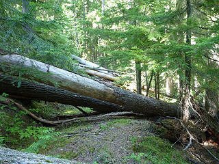 Deadfall section